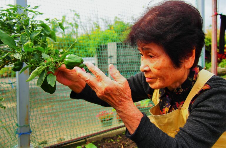 入居者が施設の庭園で野菜の収穫作業に取り組んでいる様子
