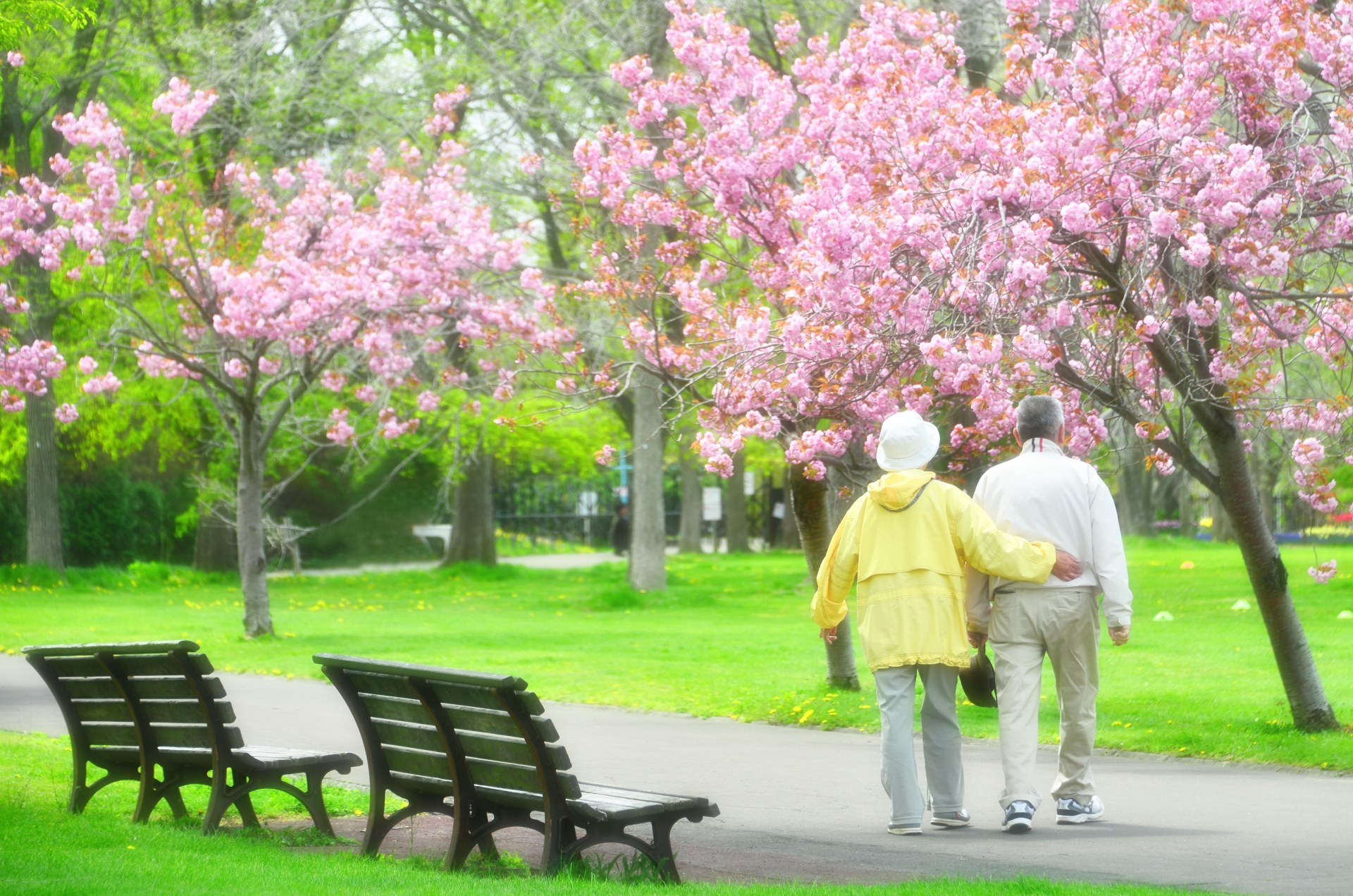 桜が満開の庭園で入居者が散歩する様子。ベンチやお花見が楽しめる外構