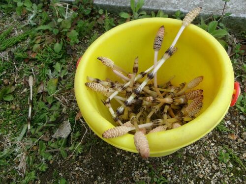 春を発見（パンダルーム）