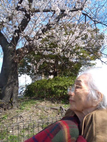 🌸お花見散歩しました🌸☺️🚶‍♀️‍➡️