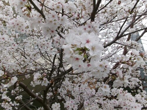 入園・進級おめでとう（パンダルーム）