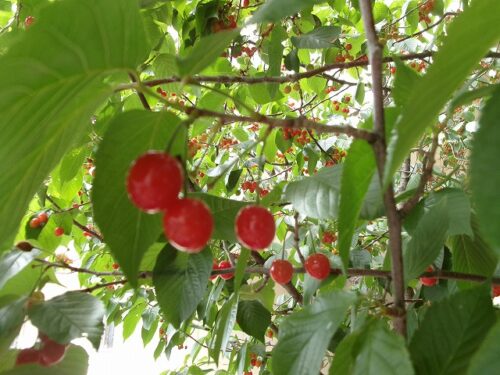 梅雨の気配が…（パンダルーム）